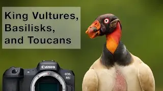 Costa Rica Part 5 - Bird photography from a canoe and king vultures