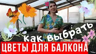 Цветы для балкона: как выбрать?