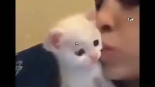 Количество милоты зашкаливает😍😍😍 | Тренды тик ток 2022 | Приколы с животными | Котики #shorts