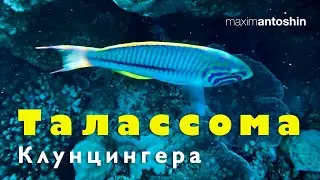 Талассома. Красное море. Египет