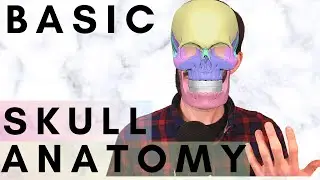 Skull Anatomy: Sculpting Anatomy - Zbrush for Beginners