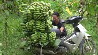 Harvest bananas to sell ,  Vang Hoa