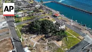 Lahaina's 151-year-old banyan tree is coming back to life after devastating fire