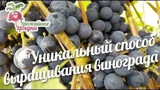 Уникальный способ выращивания винограда 