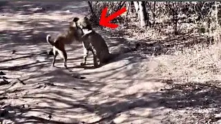 Dog vs Leopard | Dog survives leopard attack!!!