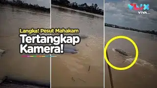 Nyaris Punah! Pesut Mahakam Muncul Dekat Rumah Warga