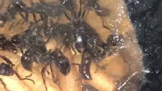 Paraponera clavata inside the Colony