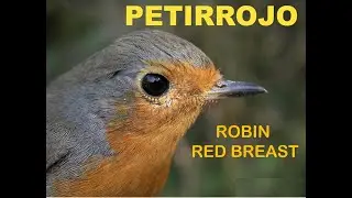 PETIRROJO | ROBIN RED BREAST | Erithacus rubecula