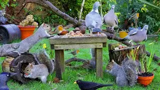 Cat TV for Cats to Watch 😸 Birds & Squirrels in a Garden 🕊️🐿️ Bird videos for cats