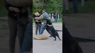 💥Bodyguard dog training. Belgian Shepherd Groenendael attacks. #GUARDODESSA Odessa.