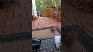 Peanuts Aren't Good Enough For This Squirrel