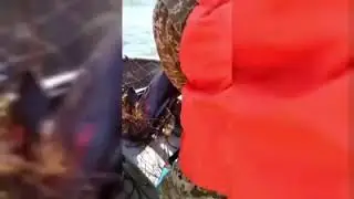 Азовский дельфин погибал в сетях браконьеров