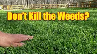 Should You Kill Weeds in New Lawn or New Sod