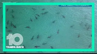 Drone video shows frenzy of sharks off the coast of Florida