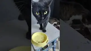 Ночка.Не нравится она мне в последнее время, наблюдаю за ней, аппетит плохой, шерсть не очень, 