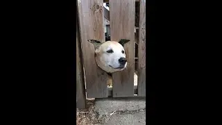 Dog sticks head out of hole in fence when called