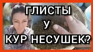 Как Глистогонить Кур?/Яйценоскость и Глисты у Кур Несушек//Препараты от Глистов у Кур Несушек!