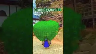 Peacock Sound 🦚| PEACOCK #shorts