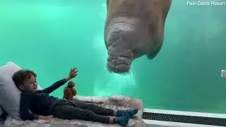 Подводная гостиница в Бельгии с видом на моржей. Видео из семейного номера