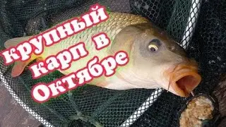 Как поймать карпа в октябре? Как найти крупного карпа на водоемах?