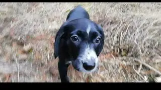 Щенок Джульетта.💕💕 Наш питомец, или член семьи. 💕💕