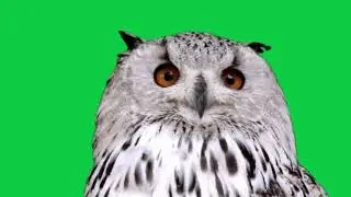 Harry Potter Owl Green Screen Footage [Free to use]