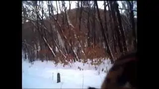 amur tigerss ilona