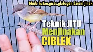 Cara Menjinakan CIBLEK giras,gesit,glabakan