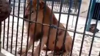 Жесть ! Лев откусил Руку !