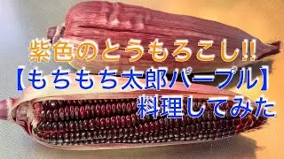 とうもろこし【もちもち太郎パープル】紫色のとうもろこし料理してみた