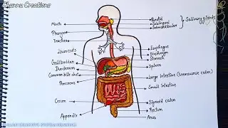 How to draw a diagram of the human digestive system/human digestive system drawing