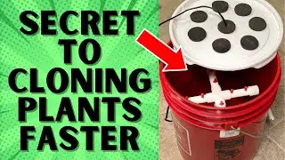 FASTEST WAY TO ROOT CUTTINGS || DIY HYDROPONIC CLONER FOR UNDER $30