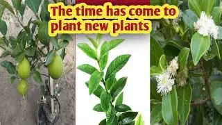 What should be considered while buying a lemon plant? Best time to plant fruiting plants.