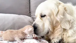 Golden Retriever Reacts to Tiny Kitten that just opened its eyes [Cuteness Overload]