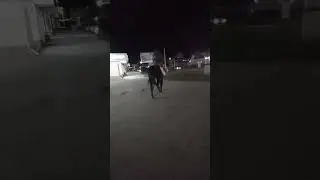 Анапа . Прогулка по городу на лошади 🐎