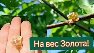 Смола(Камедь) Абрикосового дерева:  полезные свойства для организма.