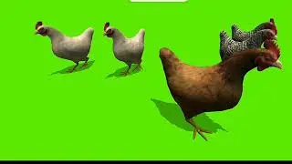 Hen walk green Screen background effect || green screen video