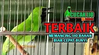 pancingan cucak ijo biar makin gacor di musim penghujan