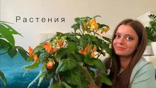 Обзор КОМНАТНЫХ РАСТЕНИЙ🍀Много новинок👩‍🌾июнь 2022🪴