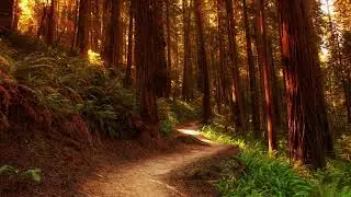Relaxing Forest Sounds birds singing Nature Sounds