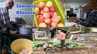 Урожай картофеля, неожиданно солим сало, новый помощник