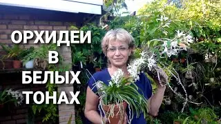 Шикарное цветение ОРХИДЕЙ. ОРХИДЕИ в сентябре: Неостилис, Дендробиум, Фаленопсис и другие.