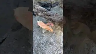 Satisfying Crushing Crabs #shorts