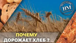 Цены на хлеб повысились – в чем причина?