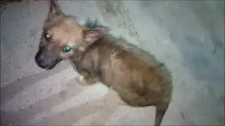 Кошки и немного обо всех щенках