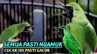 CUCAK IJO WWDGK// semua cucak ijo pasti ngamuk , putarkan ini masbro