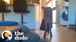 Baby Cow Rescued From Petting Zoo Snuggles On Couple's Sofa | The Dodo