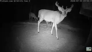 3 Whitetail Bucks at Deer Feeder Cam Near Pittsburgh, PA