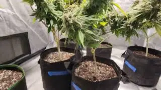 Mars Hydro TS1000 Sponsored Weed Grow Series Part 7 Great Value Led Grow Light For Beginners