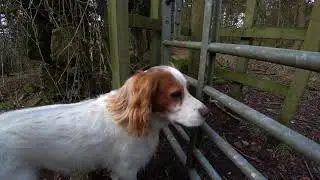 Dawson, Working Cocker Spaniel at Hurlet Hill